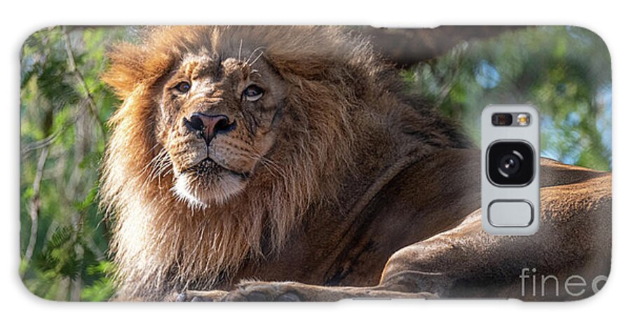 David Levin Photography Galaxy Case featuring the photograph A Lounging Lion by David Levin