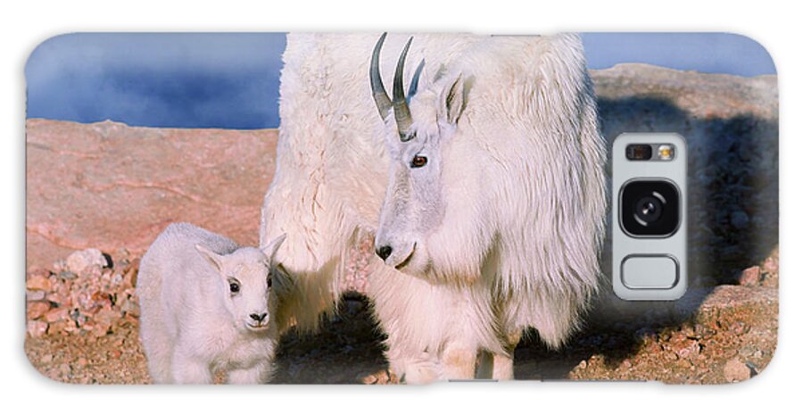 Olena Art Galaxy Case featuring the photograph Above The Clouds. Mother and Kid - A young Rocky Mountain Goat stands inquisitively next to its Mom. by OLena Art