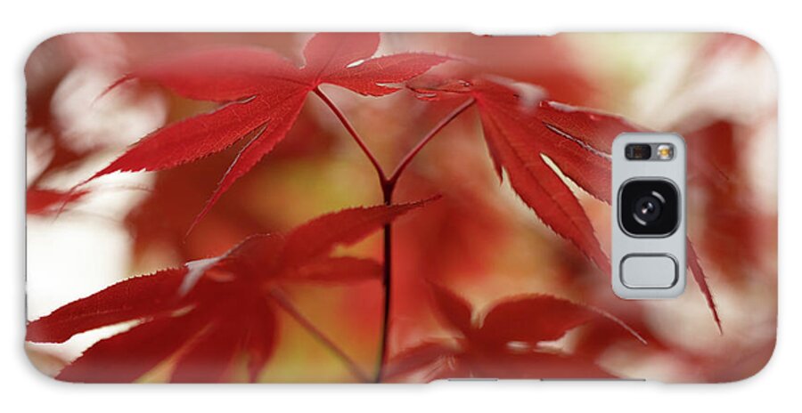 Acer Galaxy Case featuring the photograph Acer leaves by Average Images