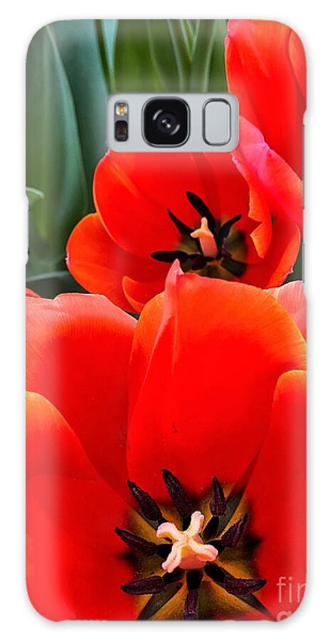 Color Galaxy Case featuring the photograph Ad Rem Tulips by Jeanette French