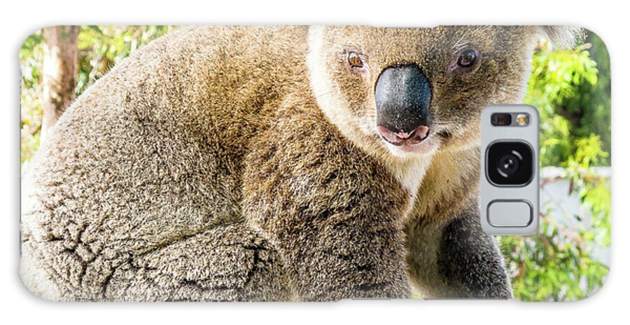 Adorable Koala Albany Australia Galaxy Case featuring the photograph Adorable Koala- Albany, Australia by David Morehead