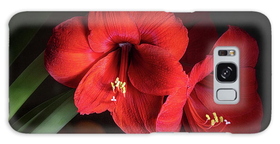 Amaryllis Galaxy Case featuring the photograph Amaryllis by Morning by Michael McKenney