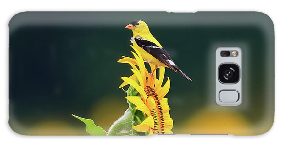 American Goldfinch Galaxy Case featuring the photograph American Goldfinch on a Sunflower by Shixing Wen