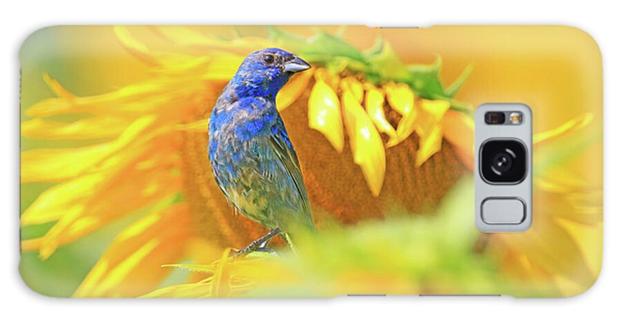  Galaxy Case featuring the photograph An Indigo Bunting Perched on a Sunflower by Shixing Wen