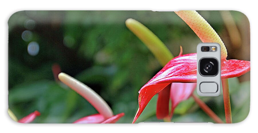 Flora Galaxy Case featuring the photograph Anthurium by Tom Watkins PVminer pixs