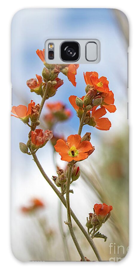 Sphaeralcea Ambigua Galaxy Case featuring the photograph Apricot Mallow in June by Leia Hewitt