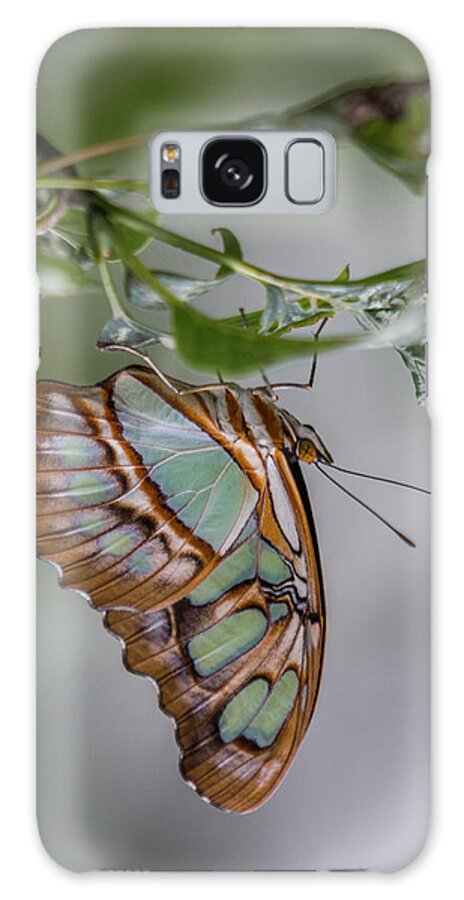 Butterfly Galaxy S8 Case featuring the photograph Malachite Butterfly Profile by Patti Deters