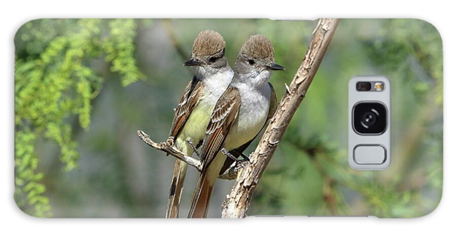 Birds Galaxy Case featuring the photograph Ash-throated Flycatchers by Steve Wolfe