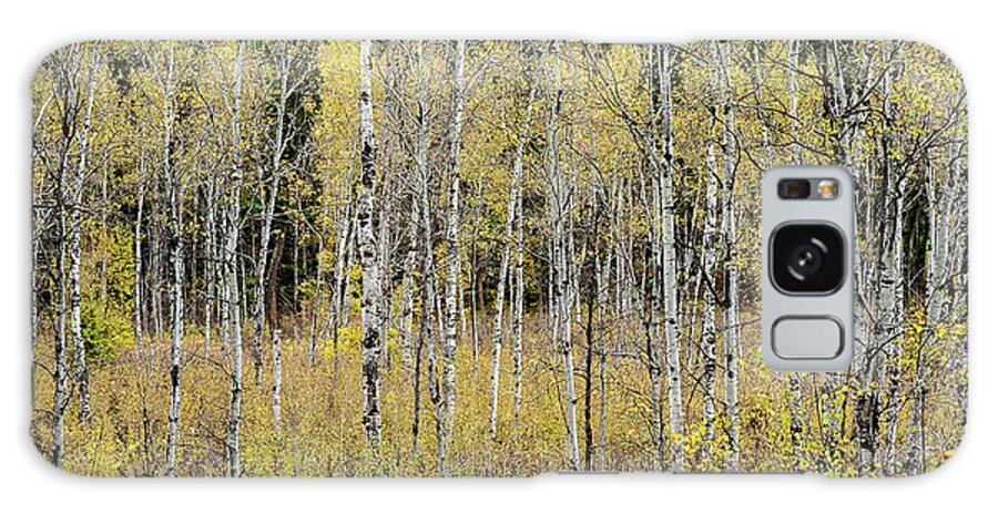 Aspen Trees Galaxy Case featuring the photograph Aspen Color Change by Linda McRae
