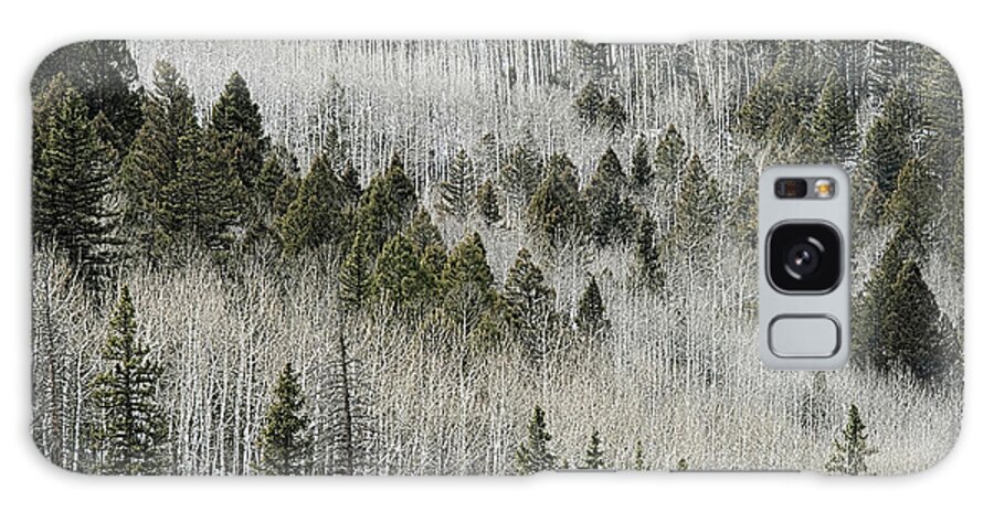 Trees Galaxy Case featuring the photograph Aspens In Spring by Ron Weathers