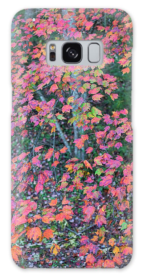 North America Galaxy Case featuring the photograph Autumn White Poplar Leaves by Charles Floyd