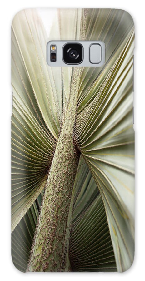 San Diego Galaxy Case featuring the photograph Balboa Park Desert Garden Palm by William Dunigan