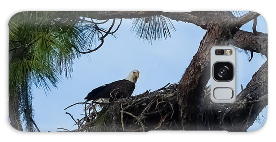 Bald Eagle Galaxy Case featuring the photograph Bald Eagle on a Nest near Holiday Florida by L Bosco