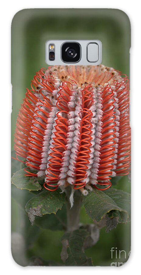 Banksia Galaxy Case featuring the photograph Banksia Coccinea by Elaine Teague