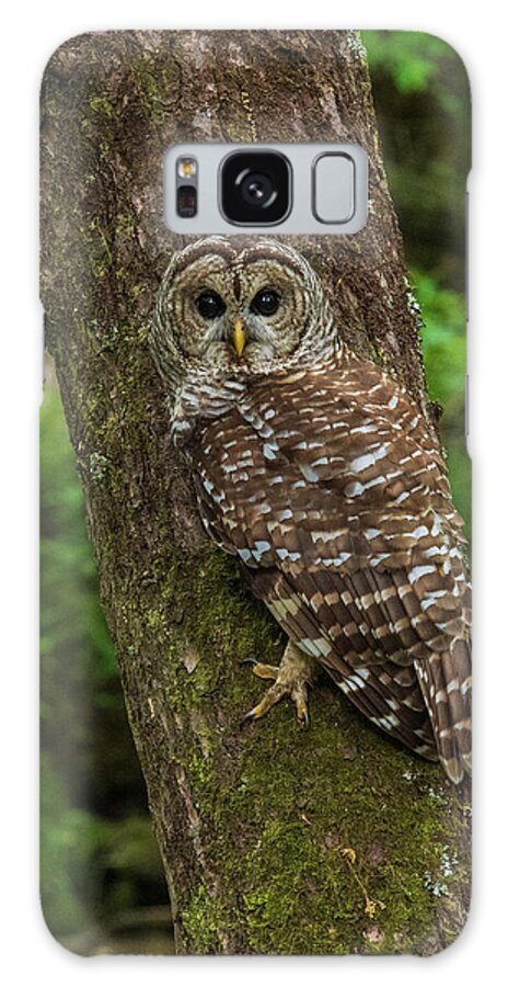 Great Smoky Mountains National Park Galaxy Case featuring the photograph Barred Owl 1 by Melissa Southern