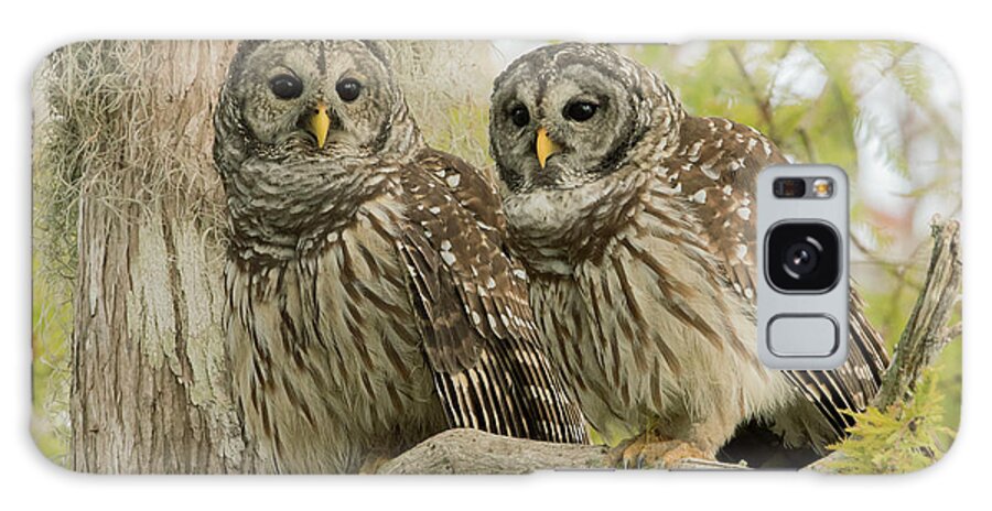 Ron Bielefeld Galaxy S8 Case featuring the photograph Barred Owl Pair by Ron Bielefeld