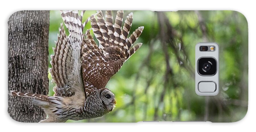 Mama Barred Owl Galaxy Case featuring the photograph Barred owl with its wings spread by Puttaswamy Ravishankar