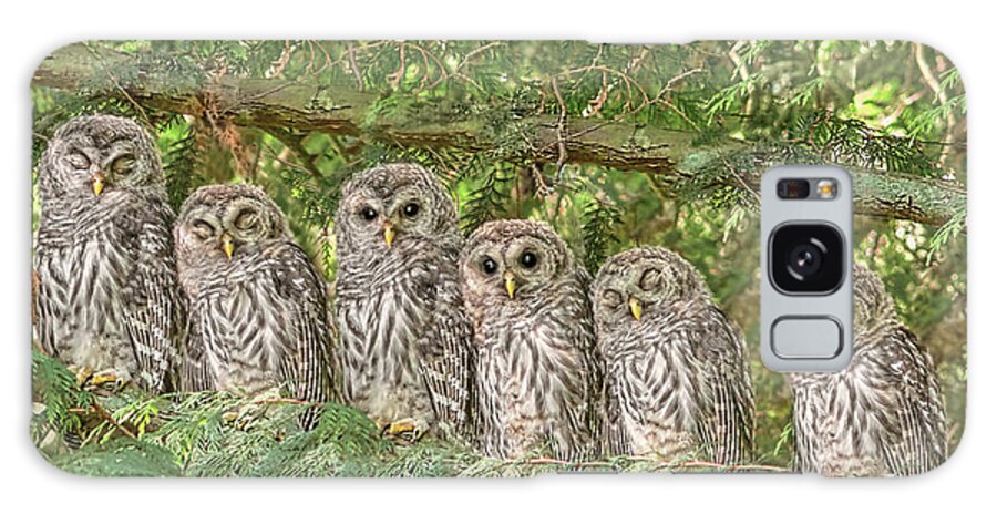 Owl Galaxy Case featuring the photograph Barred Owlets Nursery by Jennie Marie Schell