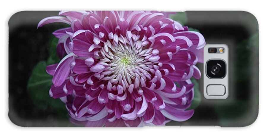 Art Galaxy Case featuring the photograph Beautiful Chrysanthemum by Jeannie Rhode