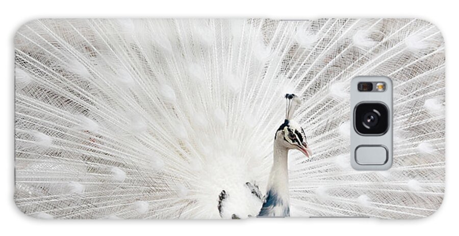 White Peacock Galaxy Case featuring the photograph Beautiful White Peacock by Louise Tanguay