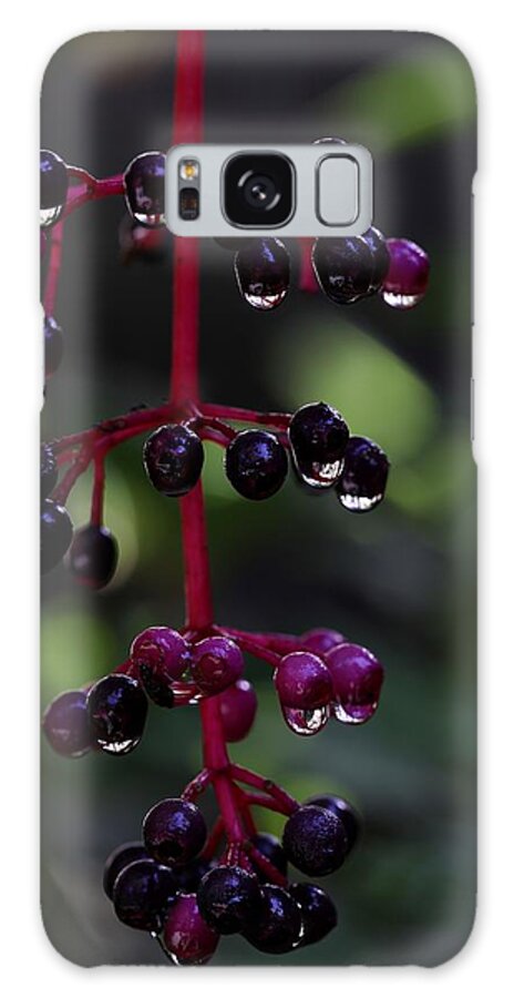 Rose Grape Galaxy S8 Case featuring the photograph Rose Grape by Mingming Jiang
