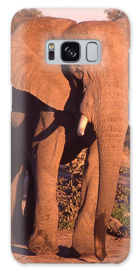 Africa Galaxy Case featuring the photograph Big Elephant Walking Toward You by Russel Considine