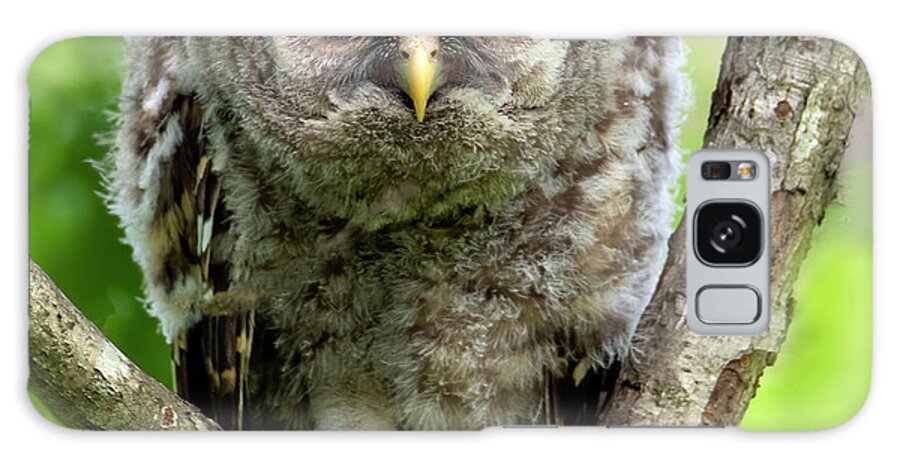 Owl Galaxy Case featuring the photograph Binocular Vision by Art Cole