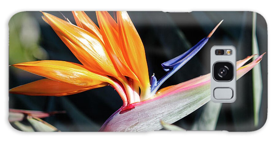 Maui Galaxy Case featuring the photograph Bird of Paradise by Wilko van de Kamp Fine Photo Art