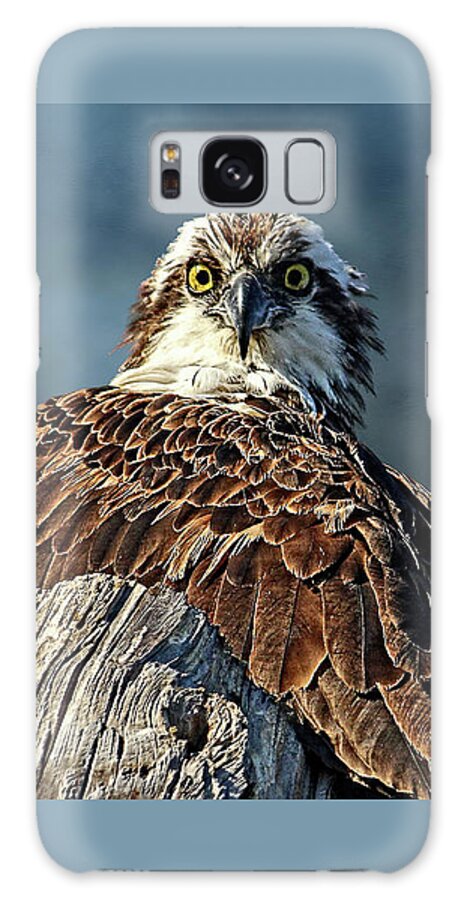 Osprey Galaxy Case featuring the photograph Birds - Osprey - The Look by HH Photography of Florida