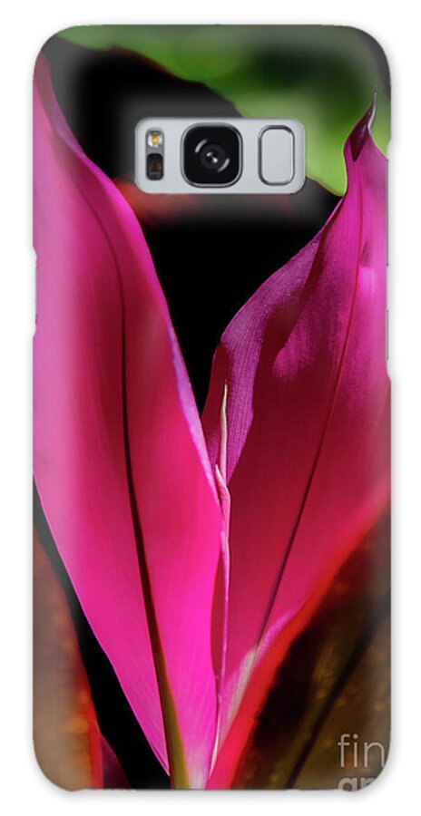 Ti Plant Galaxy Case featuring the photograph New Leaves by Neala McCarten