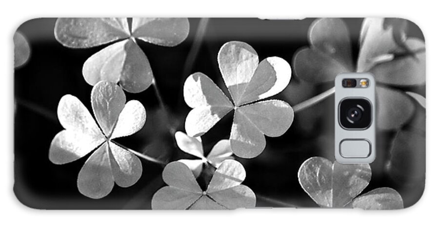 Clovers Galaxy Case featuring the photograph Black and White Clovers by Christina Rollo