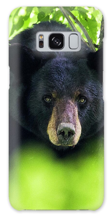 Bear Galaxy Case featuring the photograph Black Bear in the Croatan National Forest Near New Bern NC by Bob Decker