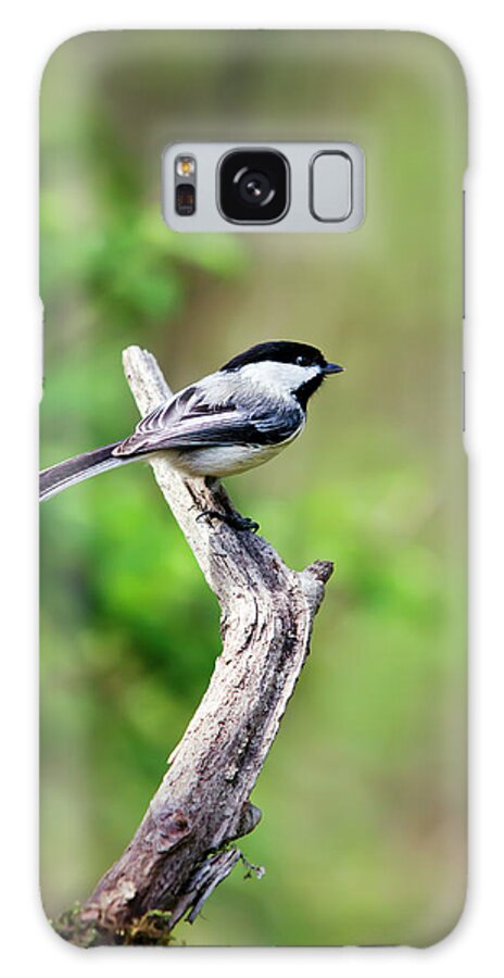 Bird Galaxy S8 Case featuring the photograph Black Capped Chickadee Bird by Christina Rollo