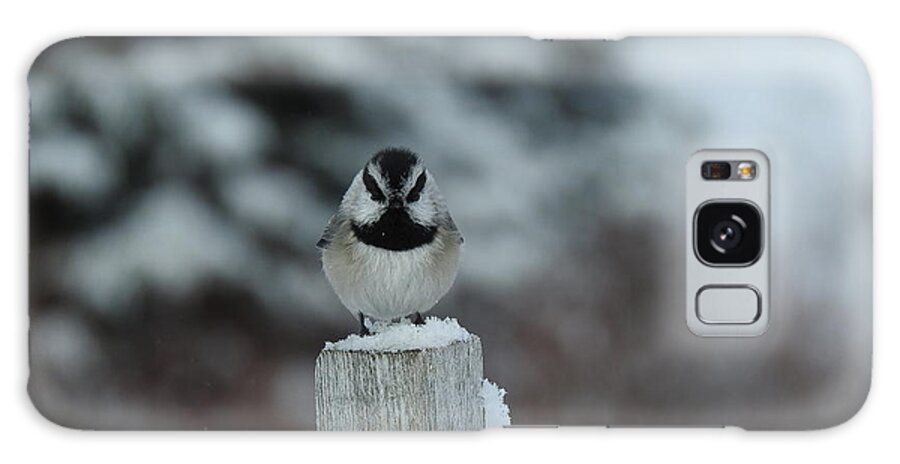 Black Capped Chickadee Galaxy Case featuring the photograph Black Capped Chickadee by Nicola Finch