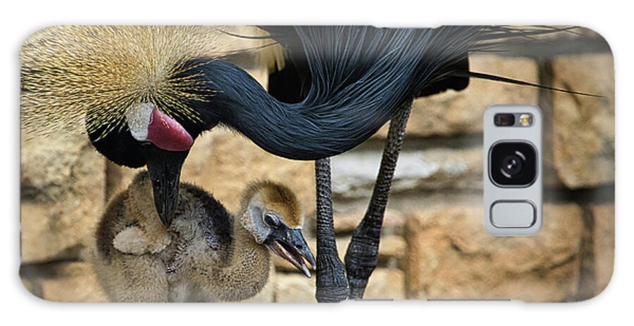 Black Galaxy Case featuring the photograph African Black Crown Crane With Chick by Rene Vasquez