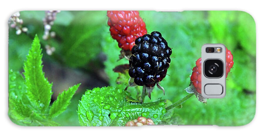 Mouthwatering Galaxy Case featuring the photograph Blackberries by Kay Lovingood