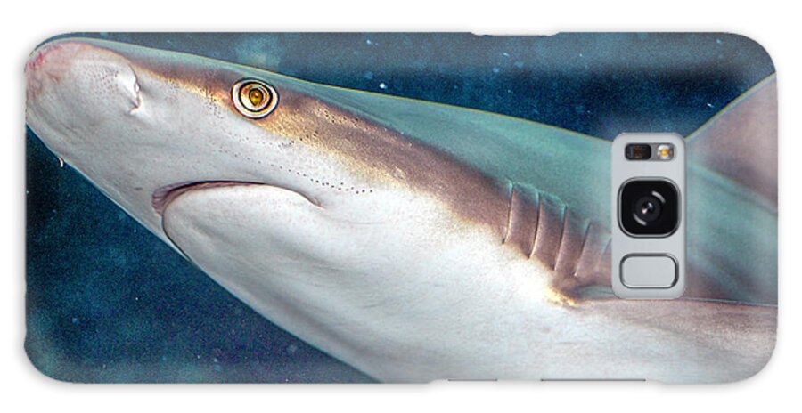 Bloody Galaxy Case featuring the photograph Bloody Nosed Shark by WAZgriffin Digital
