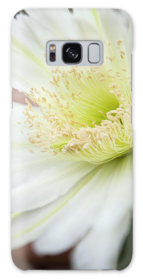 San Galaxy Case featuring the photograph Bloom Petals of a Peruvian Apple Cactus by William Dunigan