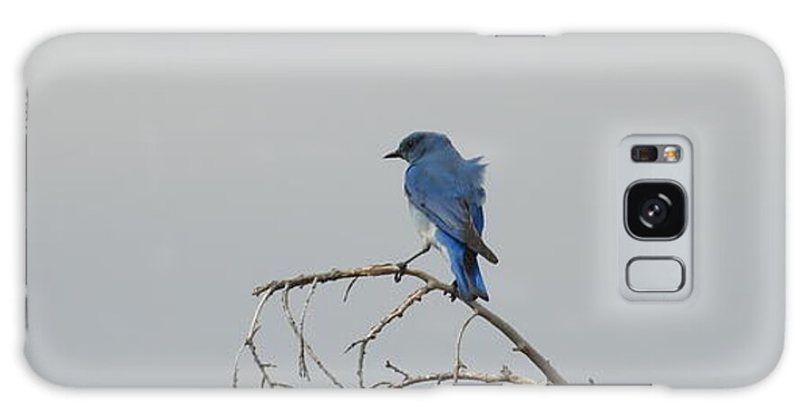 Blue Bird Galaxy Case featuring the photograph Blue Bird in the Wind 2 by Amanda R Wright