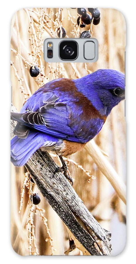 Bluebird Galaxy Case featuring the photograph Blue bird by Tahmina Watson