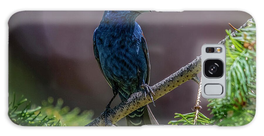 Bird Galaxy Case featuring the photograph Blue Grosbeak by Cathy Kovarik