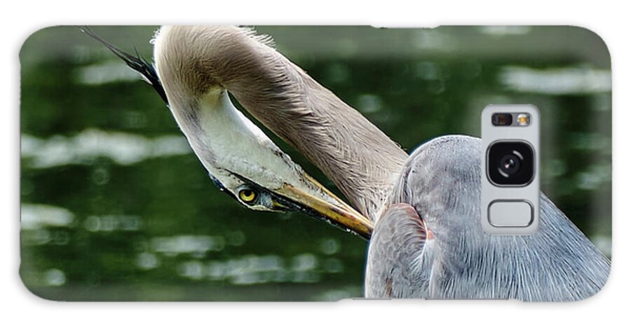 Grand Héron Galaxy Case featuring the photograph Blue heron close up by Carl Marceau