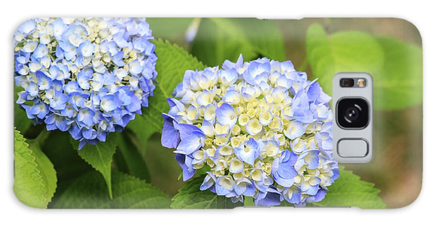 Colors Galaxy Case featuring the photograph Blue Hydrangea Deux by Tanya Owens