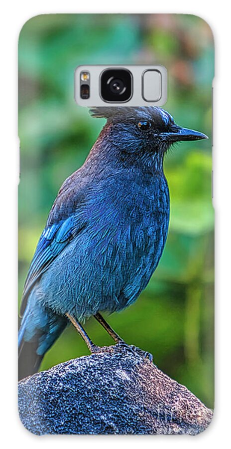 Blue Jay Galaxy Case featuring the photograph Blue Jay, Bird, Granite, by David Millenheft