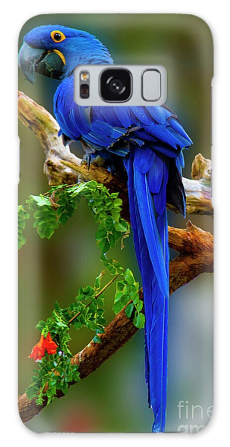 Photography Galaxy Case featuring the photograph Blue Macaw by Paul Wear