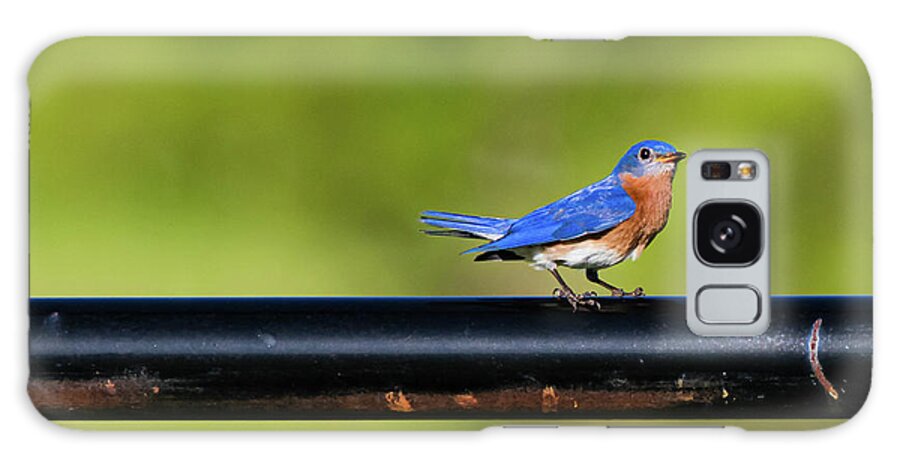 Easternbluebird Galaxy Case featuring the photograph Bluebird of Happiness by Pam Rendall