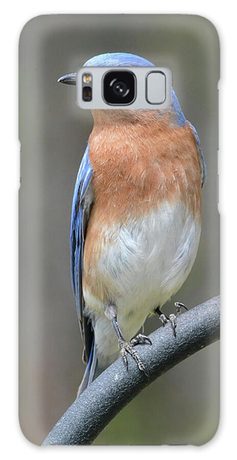 Bluebird Galaxy Case featuring the photograph Bluebird Pose #1 by Jerry Griffin