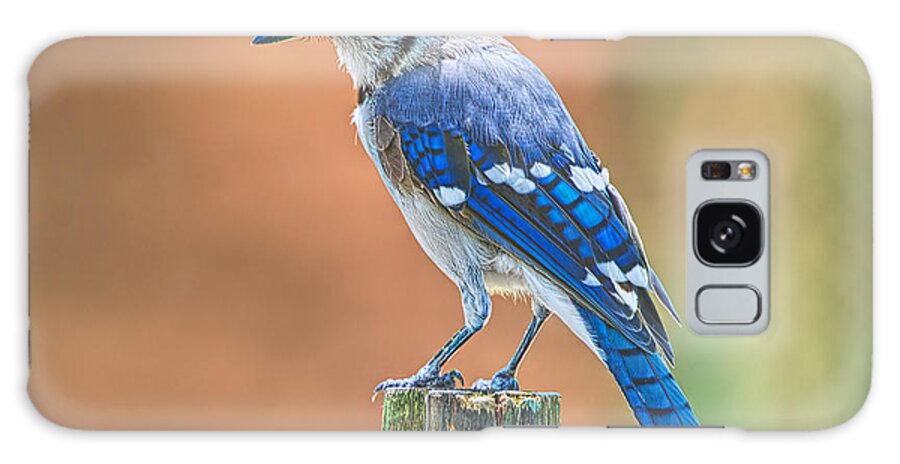 Birds Galaxy Case featuring the photograph Bluejay Portrait by Judy Kay