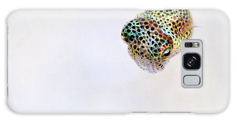 White Galaxy Case featuring the photograph Bobtail squid by Artesub