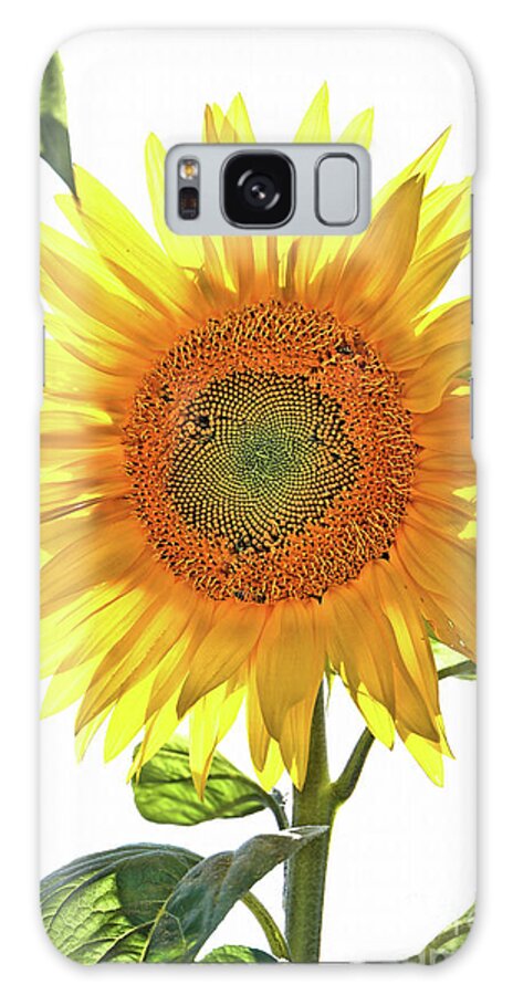 Sunflower Galaxy Case featuring the photograph Bright Yellow Sunflower by Vivian Krug Cotton